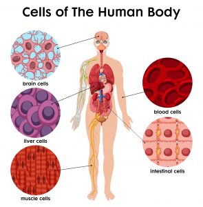 Cell of human body